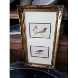 Print Ornithology in Gilt Painted Frame- Black Start 138 & Short - Tode Lark 39 x 71cm