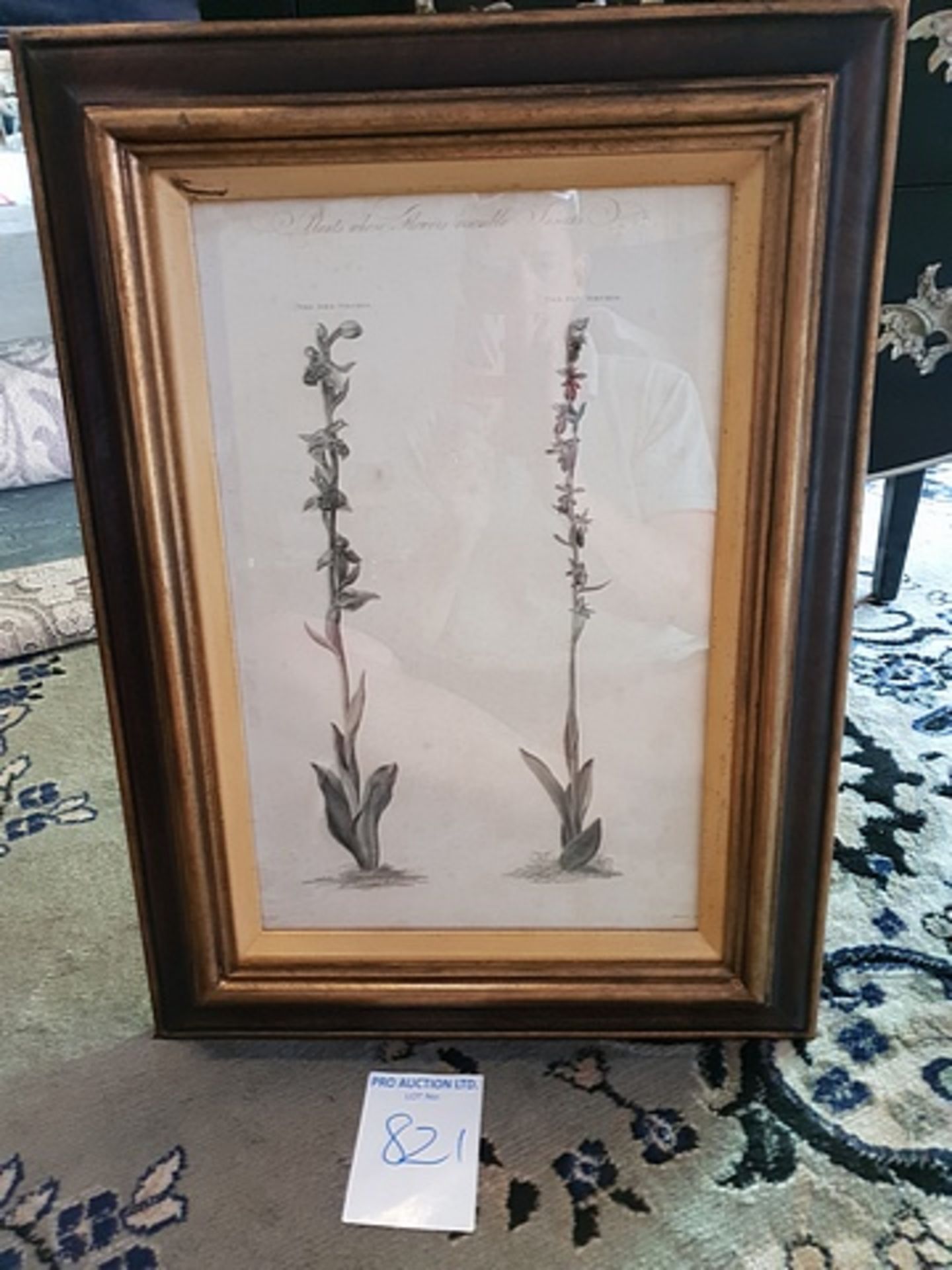 Framed Botanical Engraving 45.5 x 61.5cm
