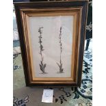 Framed Botanical Engraving 45.5 x 61.5cm