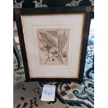 Framed Botanical Engraving 38 x 44cm