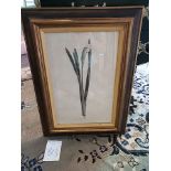 Framed Botanical Engraving 45.5 x 61.5cm