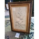 Framed Botanical Engraving 42.5 x 61.5cm