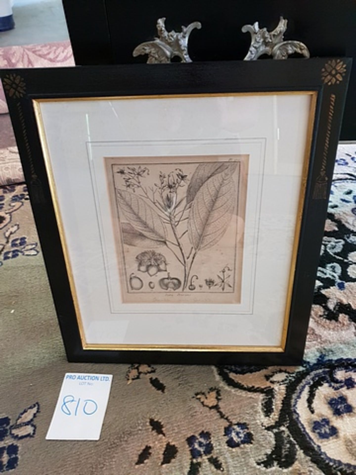 Framed Botanical Engraving 38 x 44cm