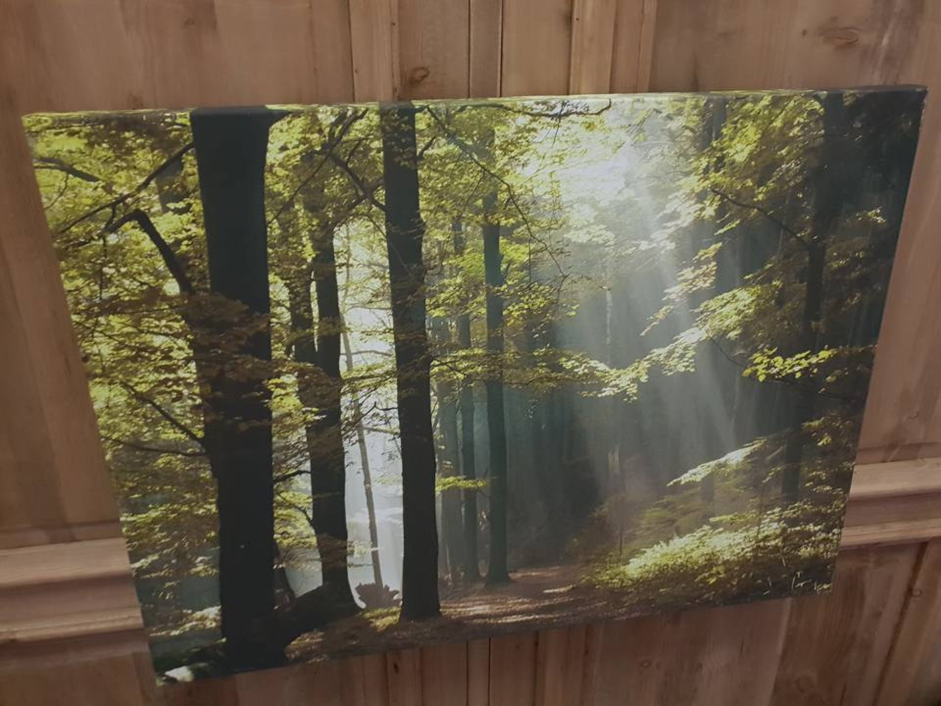 Canvas Print Ray of Sunshine in The Forest 67 x 57cm