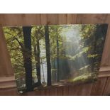 Canvas Print Ray of Sunshine in The Forest 67 x 57cm