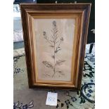 Framed Botanical Engraving 42.5 x 61.5cm