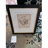 Framed Botanical Engraving 38 x 44cm