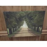 Canvas Print Forest Path 67 x 57cm