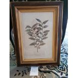 Framed Botanical Engraving 45.5 x 61.5cm