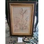 Framed Botanical Engraving 45.5 x 61.5cm