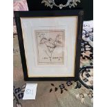 Framed Botanical Engraving 38 x 44cm