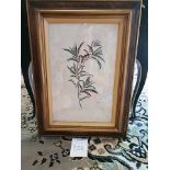 Framed Botanical Engraving 45.5 x 61.5cm