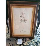 Framed Botanical Engraving 45.5 x 61.5cm