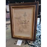 Framed Botanical Engraving 45.5 x 61.5cm