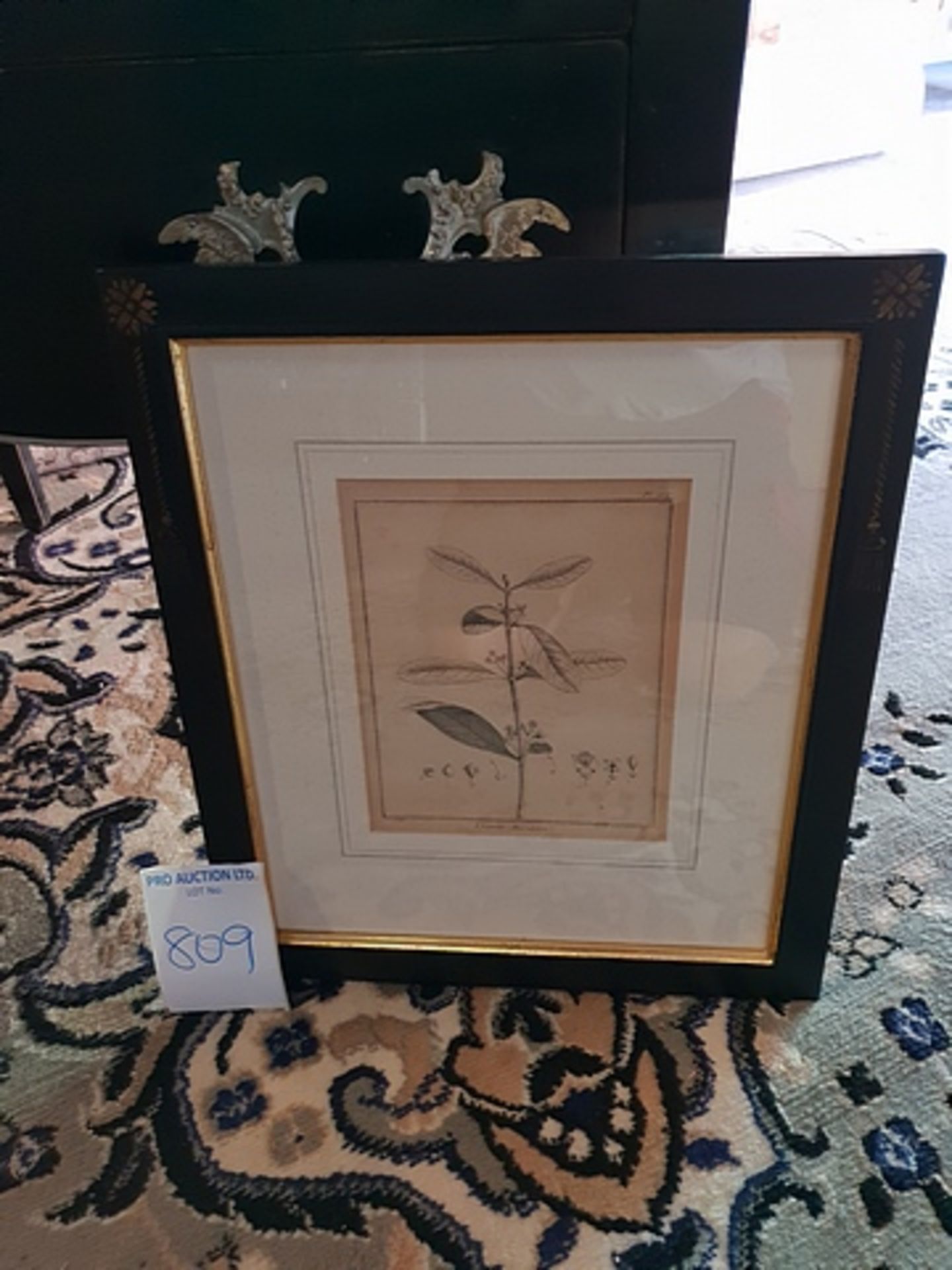 Framed Botanical Engraving 38 x 44cm