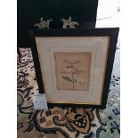 Framed Botanical Engraving 38 x 44cm