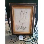 Framed Botanical Engraving 45.5 x 61.5cm