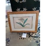 Framed Botanical Engraving 56.5 x 43cm