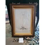 Framed Botanical Engraving 45.5 x 61.5cm