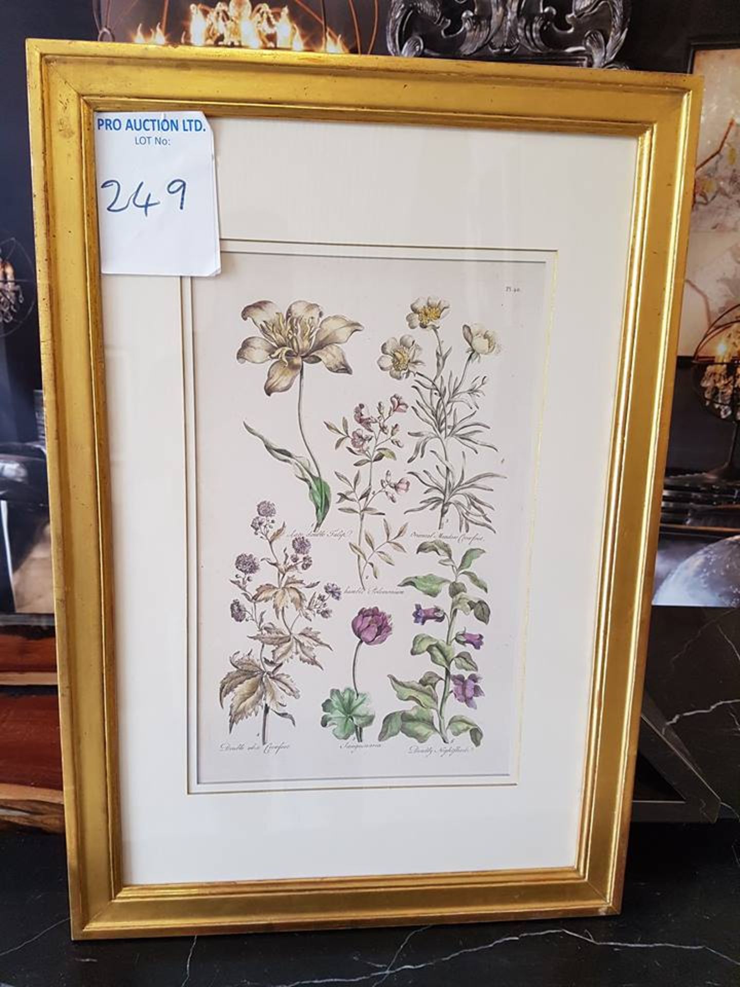 Framed botanical print Plate 40 Late double Tulip, Oriental Meadow Crowsfoot, Humble Polemonium,