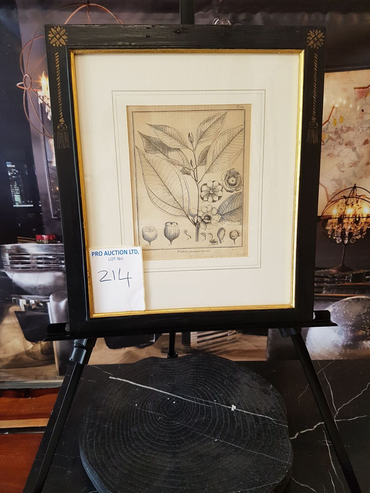 Framed botanical print Blakea, quinquenervia 38 x 44cm
