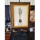 Framed botanical print Narcissus Polyanthus, Narcissus with many flowers, Henderson del,