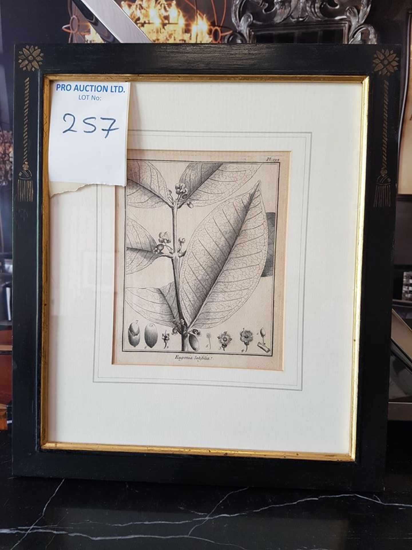 Framed botanical print Eugenia Latifolia - THE PLATES OF AUBLET'S HISTOIRE DES PLANTES DE LA