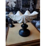 Santa Sculpture Objets d'Art Decorative Accessories Depicting A Giant Clam On Stand 15 X X 25cm MSRP