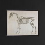 Framed Wall Art The Horse Skeleton Is An Early 18th Century Lithograph Reproduced And Enlarged To