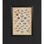 Framed Wall Art Animal Eggs - This Piece Is Printed On Museum Quality Archival Paper, Framed In