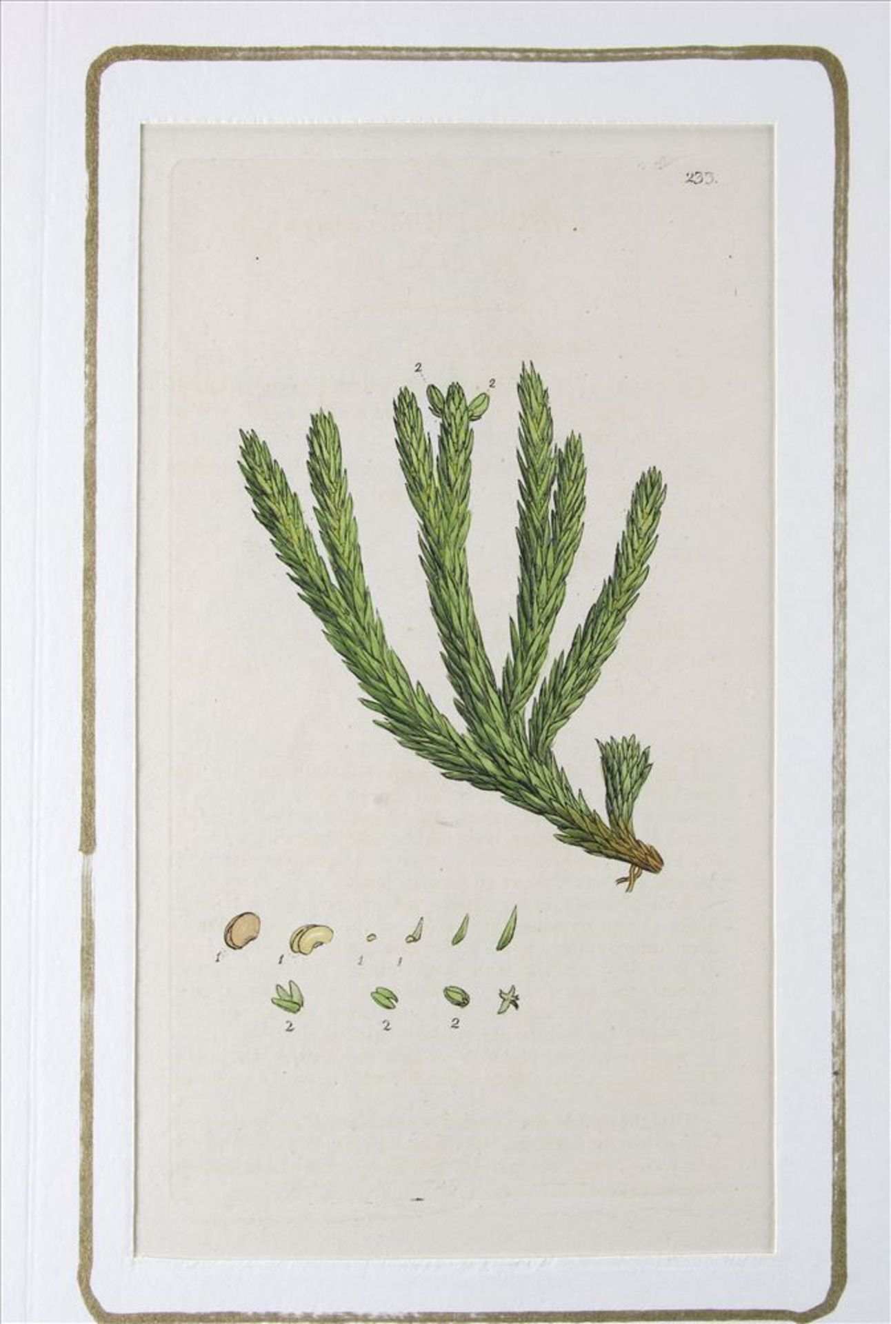 Konvolut English Botany Ca. 400 Stiche aus dem Werk von James Edward Smith. English Botany or - Bild 4 aus 6