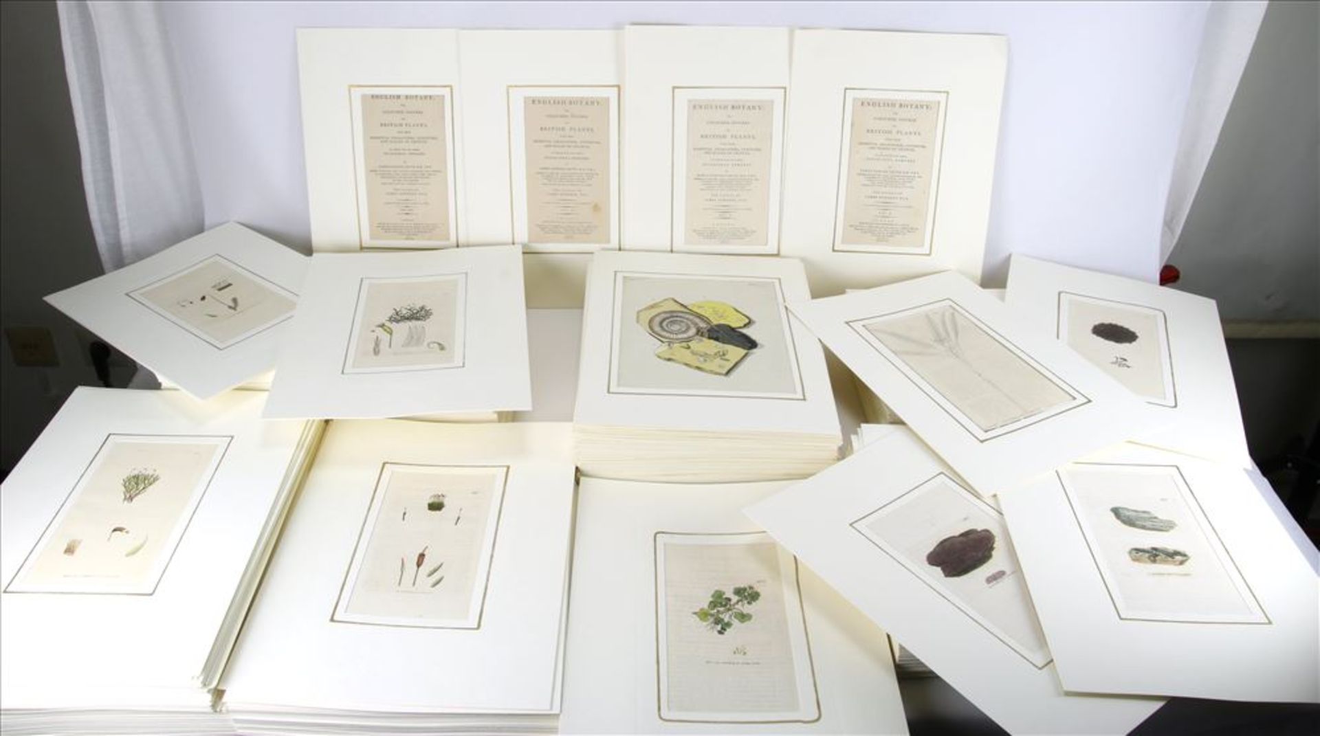 Konvolut English Botany Ca. 400 Stiche aus dem Werk von James Edward Smith. English Botany or