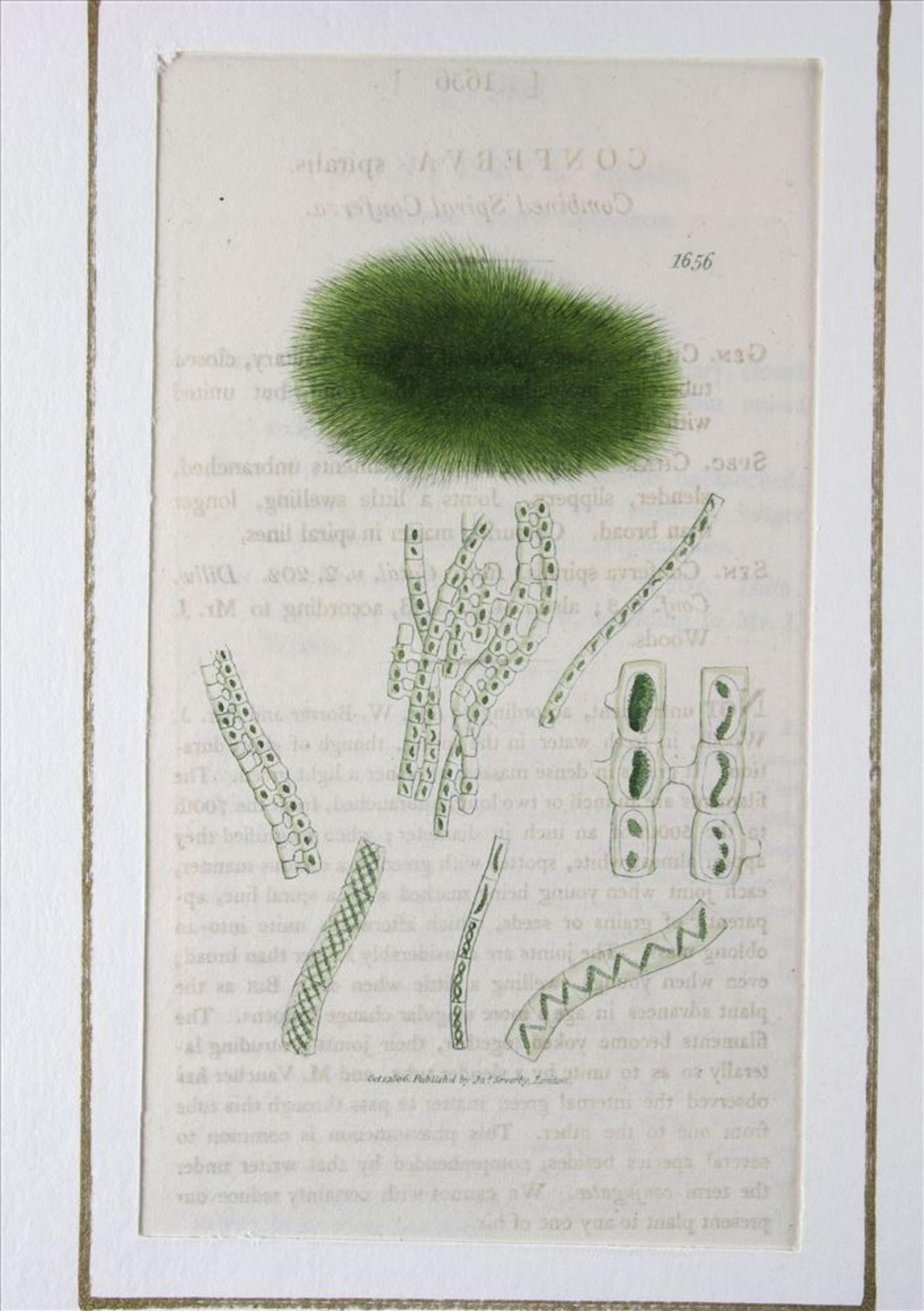 Konvolut English Botany Ca. 400 Stiche aus dem Werk von James Edward Smith. English Botany or - Bild 6 aus 6