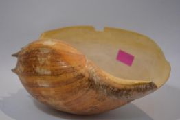 A large Conch seashell (chips). Length 31cm