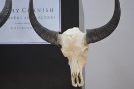 A water buffalo skull, mounted on a metal stand. Height overall 80cm