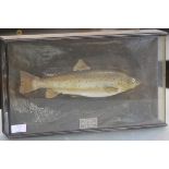 Taxidermy: a cased trout, bearing a label "Trout 2lb 1/2 oz, Loch Leven" and bearing taxidermist's