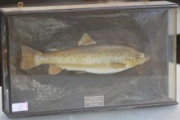 Taxidermy: a cased trout, bearing a label "Trout 2lb 1/2 oz, Loch Leven" and bearing taxidermist's
