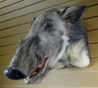A LARGE TAXIDERMY BOAR'S HEAD & SHOULDERS, with composition mouth, original teeth and glass eyes,