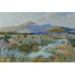 W MATHIESON watercolour - cattle grazing near river, signed, 18 x 26cms