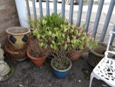 A parcel of garden pots, some planted (outside)