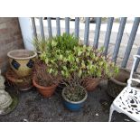 A parcel of garden pots, some planted (outside)