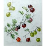 MILDRED ELSIE ELDRIDGE RWS working drawing with body-colour - precise study of gooseberries and