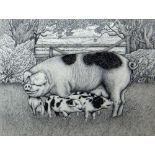 SEREN BELL pen and ink - Gloucester Old Spot sow with three piglets, 37 x 50cms