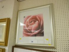 Framed print - rose