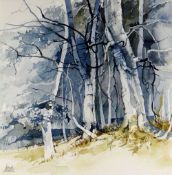 DAVID MORRIS watercolour - birch trees on edge of woodland, possibly Derbyshire, signed, 27 x 27cms