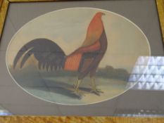 Circa 19th Century watercolour - portrait of a cockerel