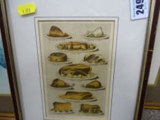 Interesting antique print from 'Household Management' illustrating cuts of meat etc