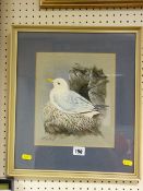 R SPOTTEN watercolour - nesting kittiwake, 25 x 21 cms