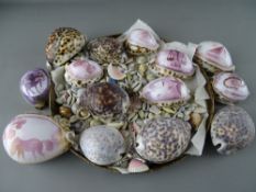 Collection of Cowrie shells with others, some cameo carved