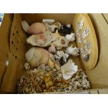 Collection of seashells etc